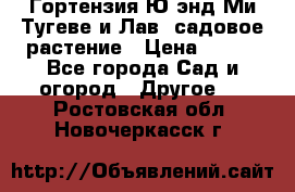 Гортензия Ю энд Ми Тугеве и Лав, садовое растение › Цена ­ 550 - Все города Сад и огород » Другое   . Ростовская обл.,Новочеркасск г.